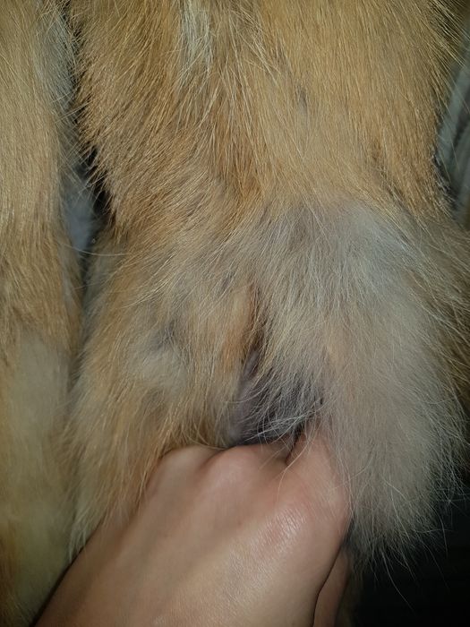 Шубка хутро лисиці