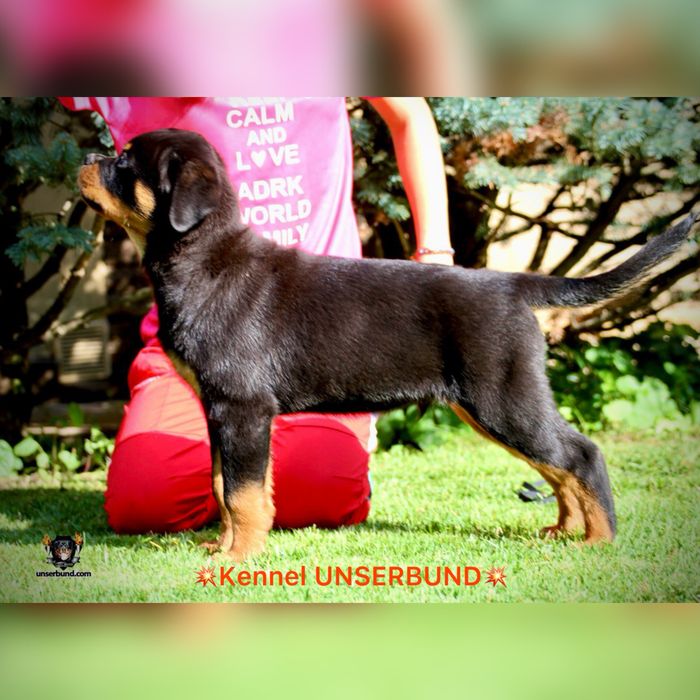 Елітний хлопчик ротвейлер – шоу-клас, преміум рівень