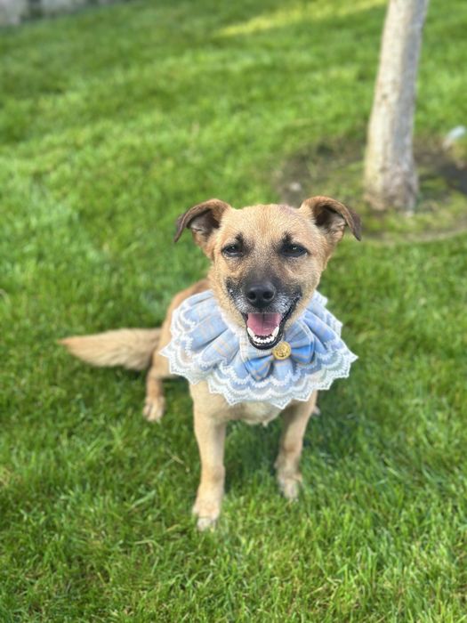 Песик в добрі ручки (хлопчик)