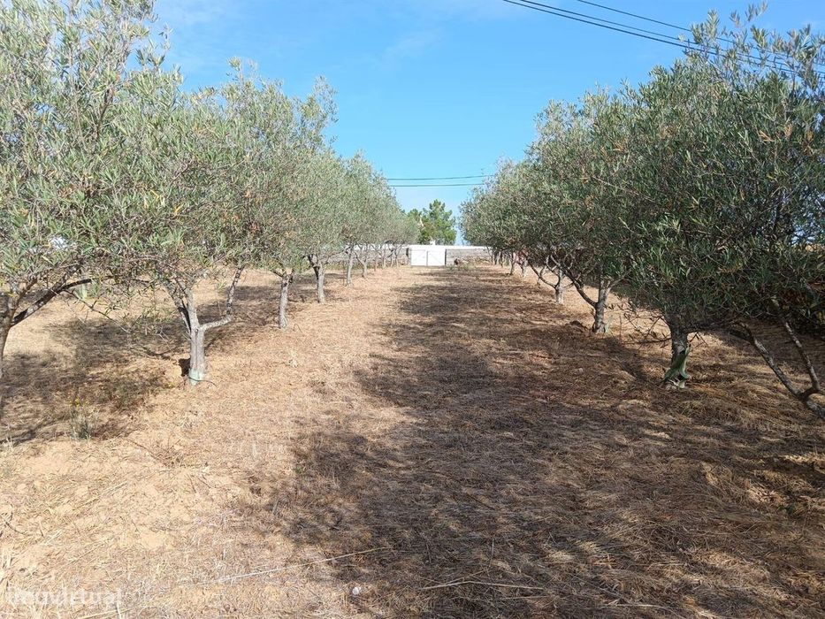 Terreno