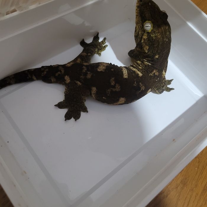 Gekon olbrzym samica