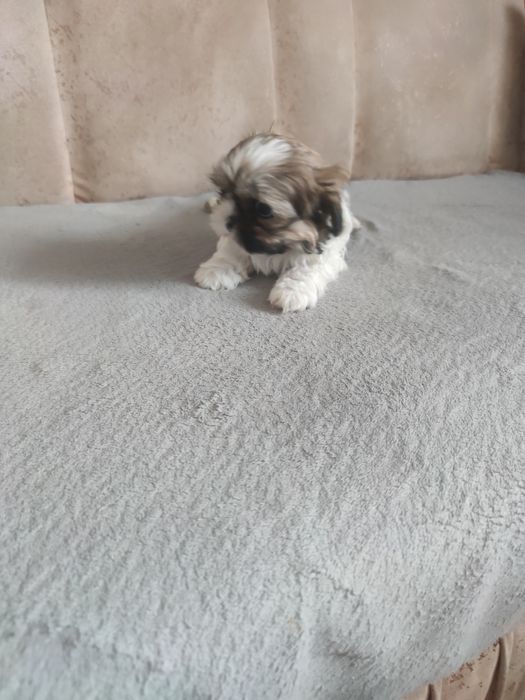 Śliczna sunia shih tzu