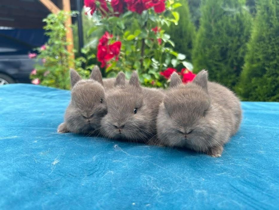 Karzełek Niderlandzki, Teddy, Mini Lop, Baranki Królik Króliki