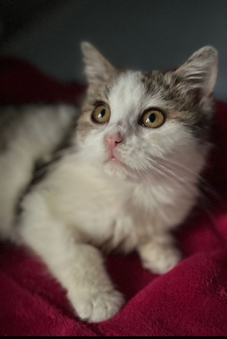 Przekochana Suszi błaga o dom..