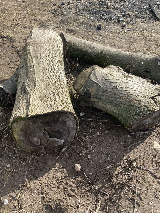 Drzewo z orzecha włoskiego