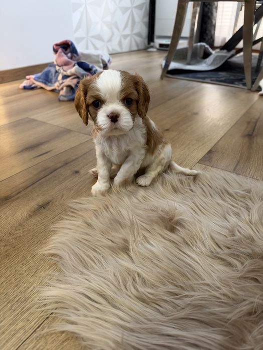 Cavalier King Charles Spaniel PIESEK