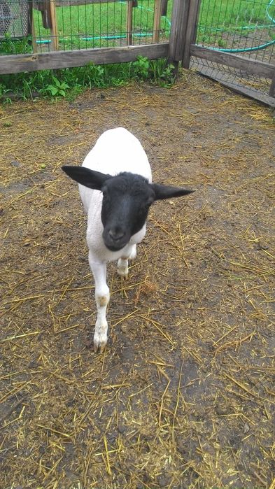 Дорпер чистопородний