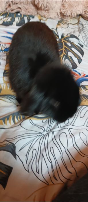 Czarny królik baranek miniaturka mini loop z klatką