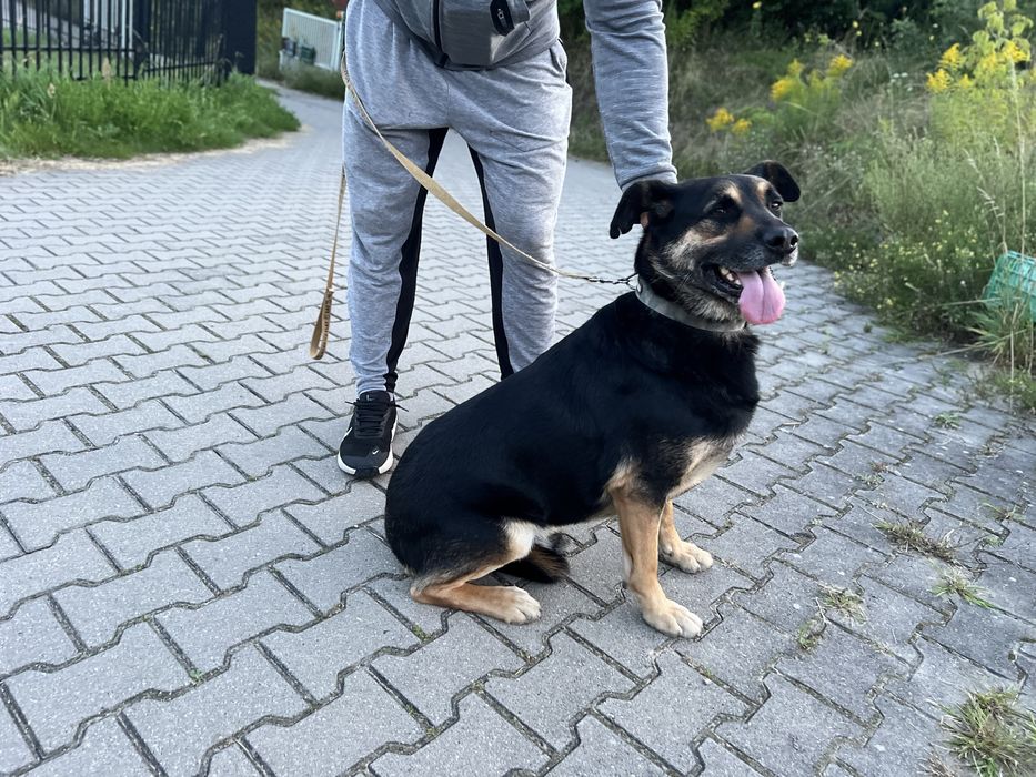 Przedstawiamy Boryska — psa o wielkim sercu.