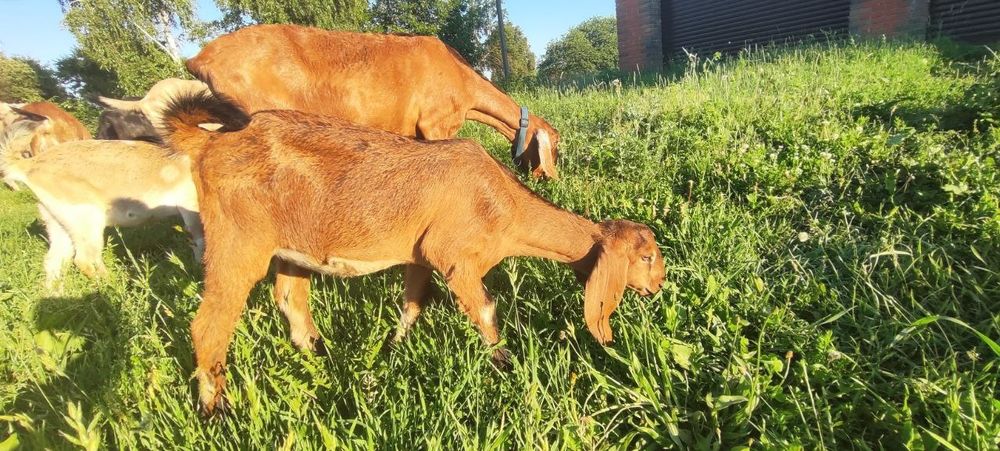 Англо-Нубійські кози 100%