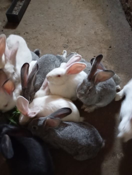 Продам кролів.  )