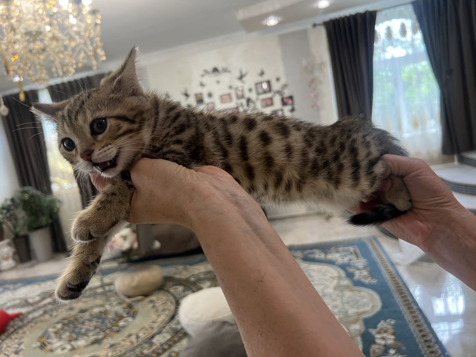 бенгальські кошенята
