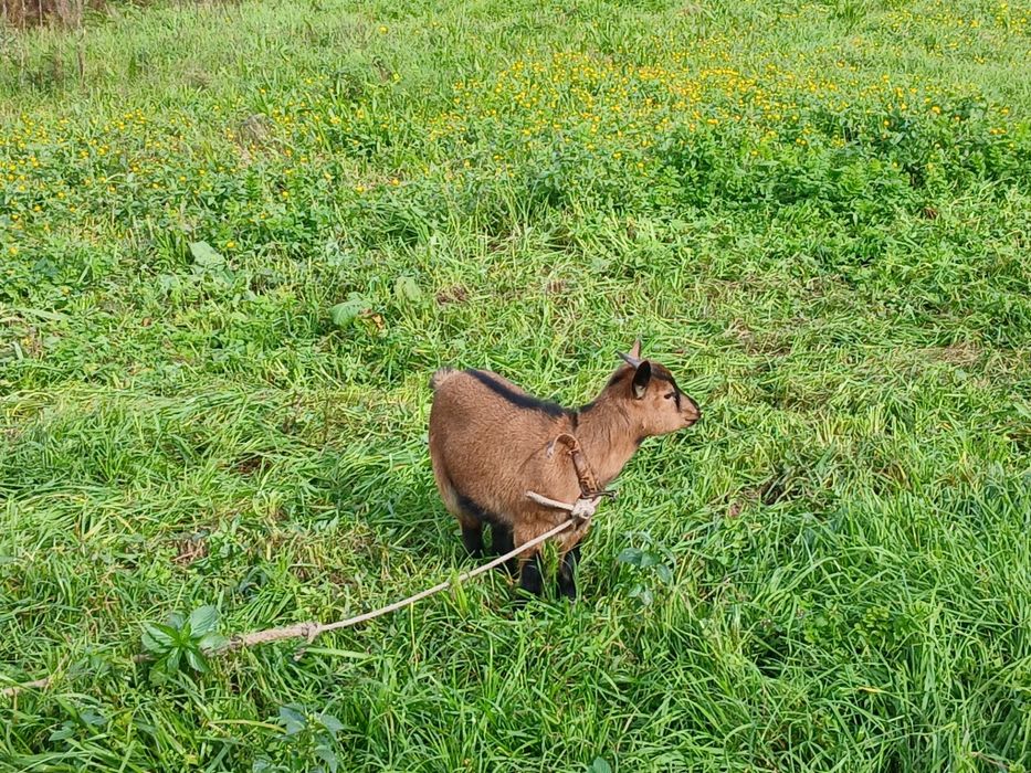 Cabras anâs com 4 meses