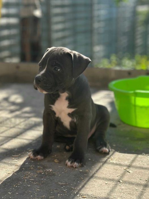 АСТ АМСАТФФ цуценя Щенки амстафф АСТ Стаффордширський тер'єр