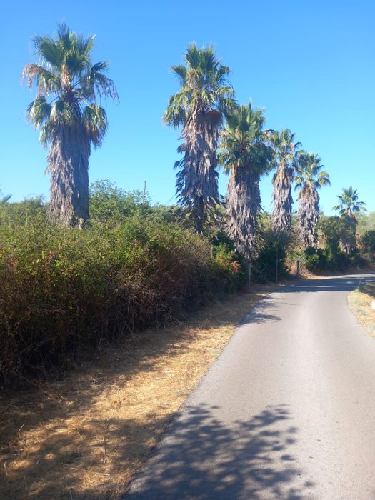 Palmeiras para venda