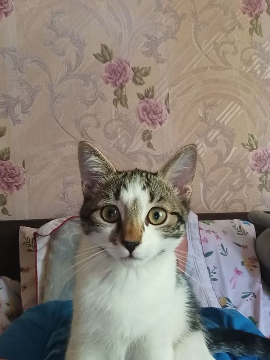 Кошечка 1.5 года ищет хозяев