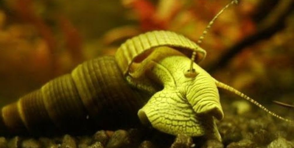 Tylomelania Green Rabbit