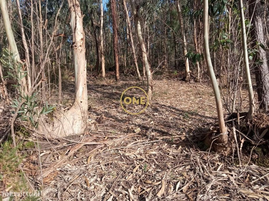 Terreno florestal em Remelhe, Barcelos