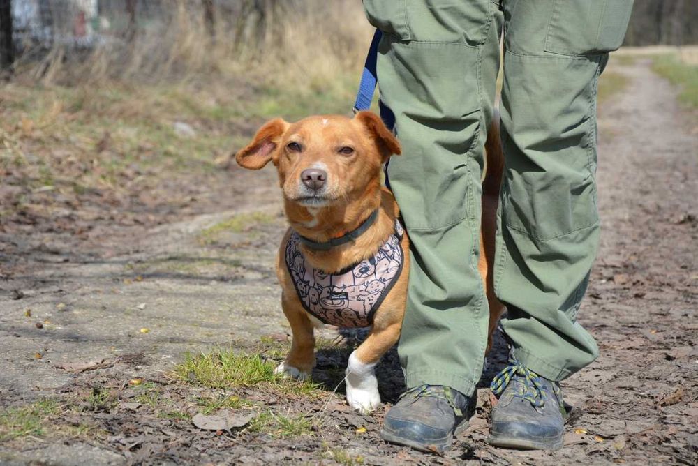 Alex - przekochany, młodziutki psi czaruś czeka na dom!