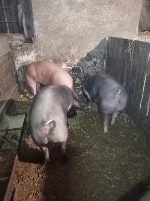 Продам свиней мясної породи