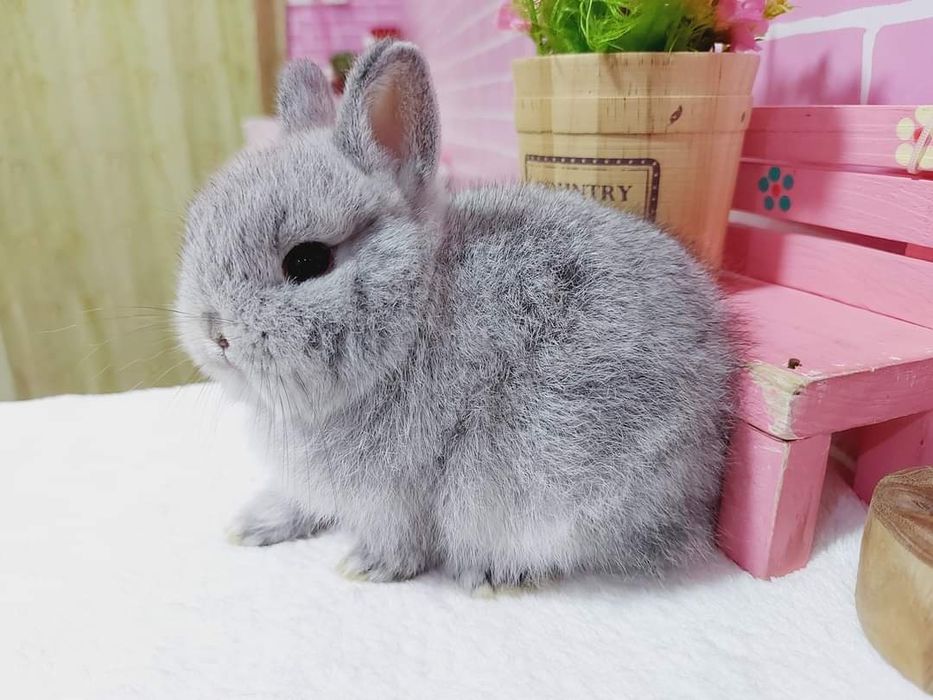 KIT completo Coelhos anões holandês mini e minitoy muito fofos