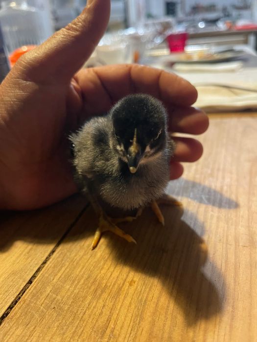 Pintos do Campo (Criação Biológica)