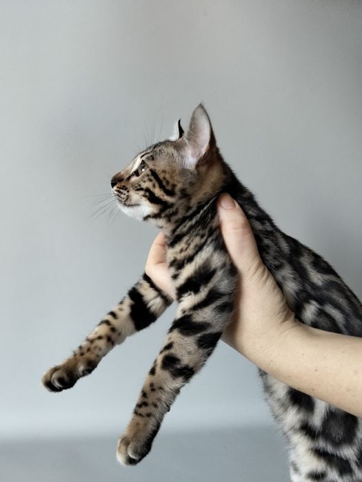 Бенгальські котенята