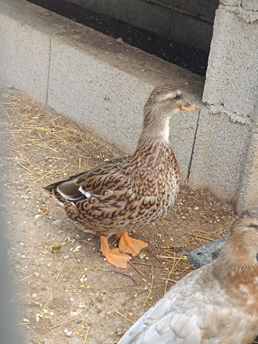 Casais Mignon ancestrais