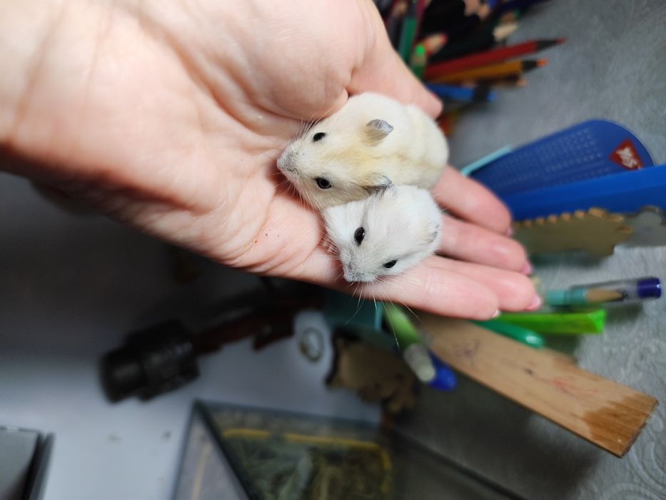 Джунгарські хомячки дітки