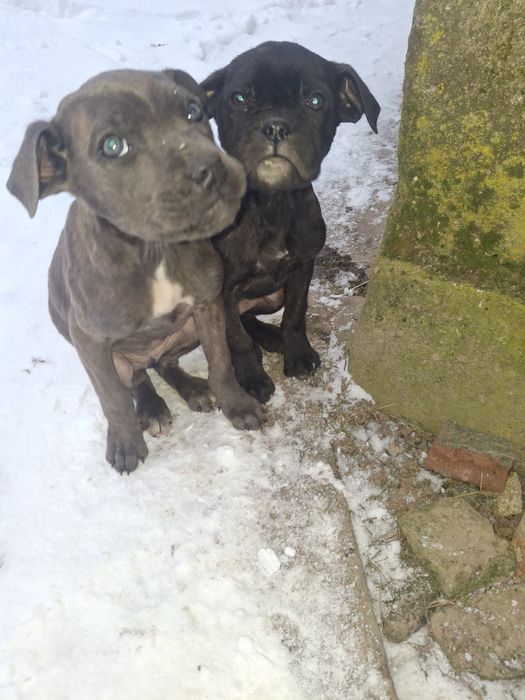 Кане корсо ррррр