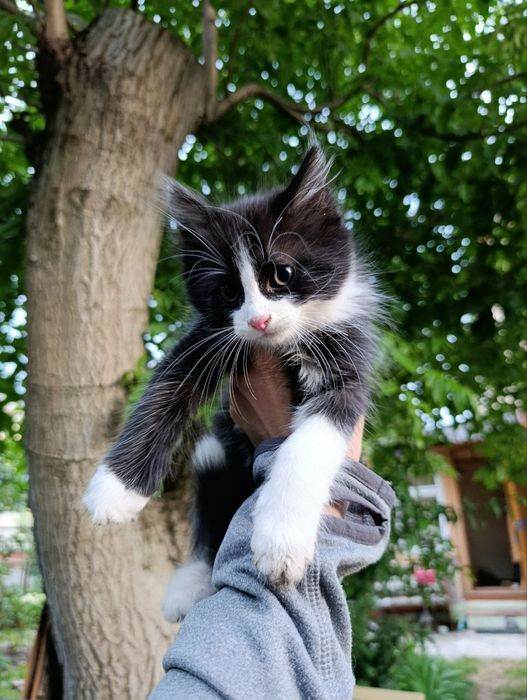 Кошенята в добрі руки