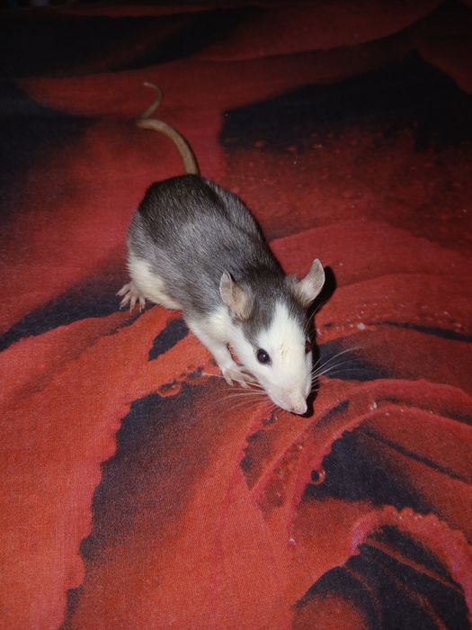 крысы, щури Дамбо, 2 місяць