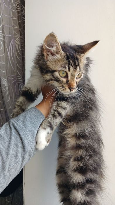 котята ищут дом. котенок в поисках семьи