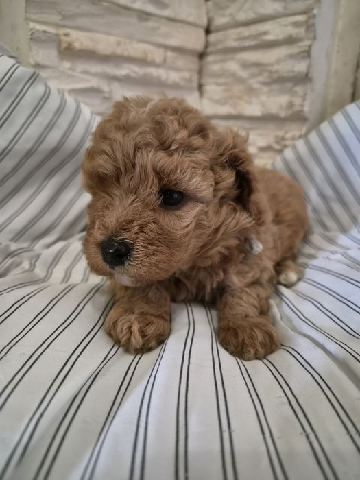 Suczka CAVAPOO szczeniak