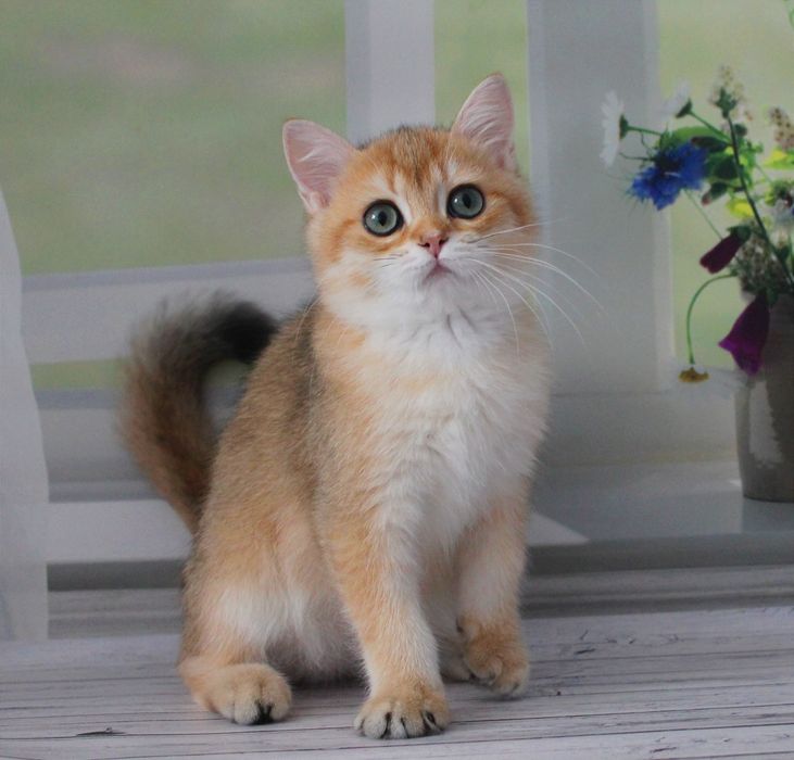 Хлопчик британчик чекає маму