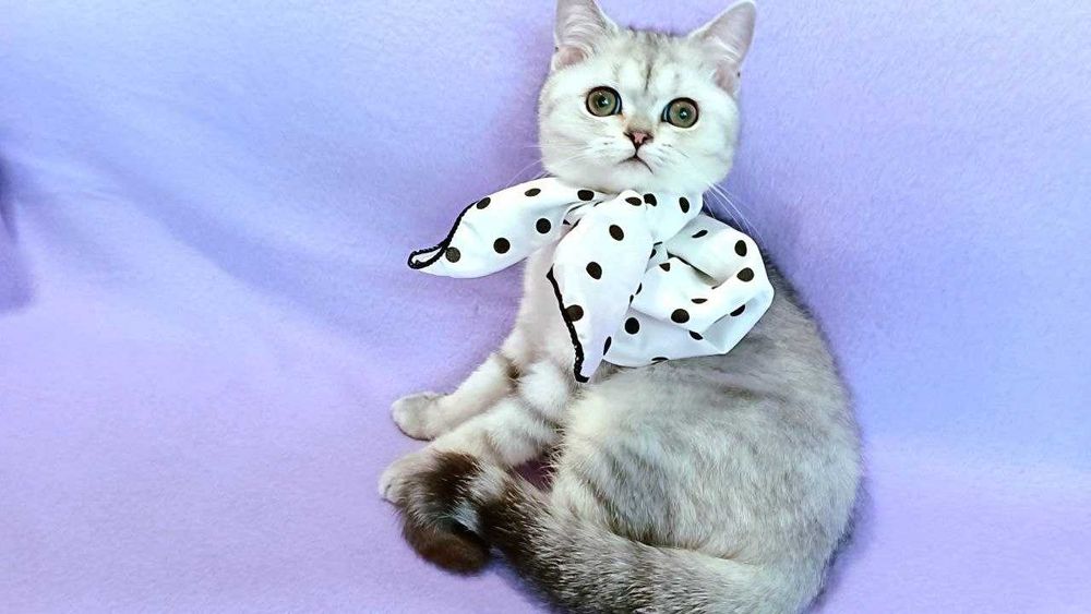 Чистокровні  срібні шиншилки scotish stright кошенята
