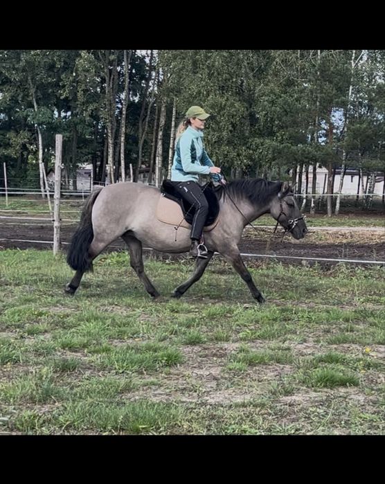 Przemiła klacz wszechstronna konik polski 10 lat