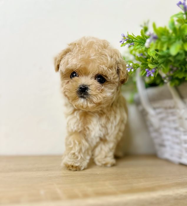 Неверояьно кукольный  эксклюзивный  мальчик  мальтипу Ф1