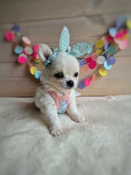 Dziewczynka Chihuahua FCI