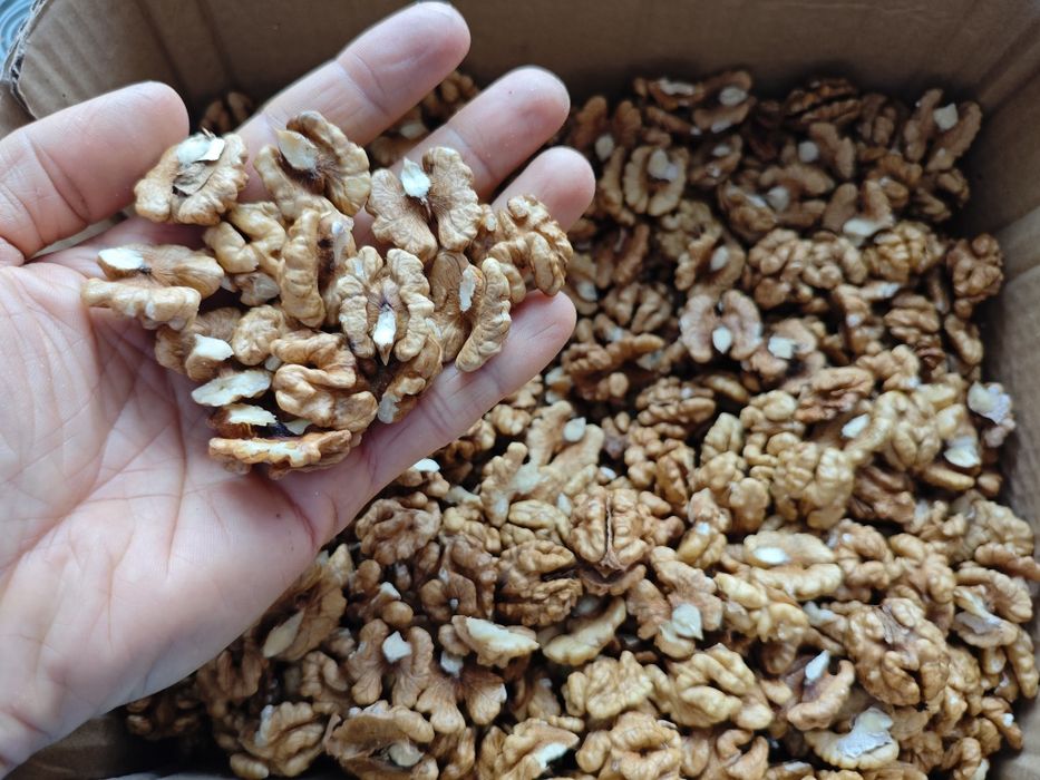 Грецький (волоський) горіх, врожай 2025, світлий метелик, смачний