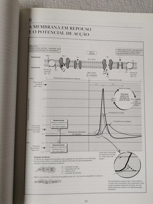Compêndio de Neurociência