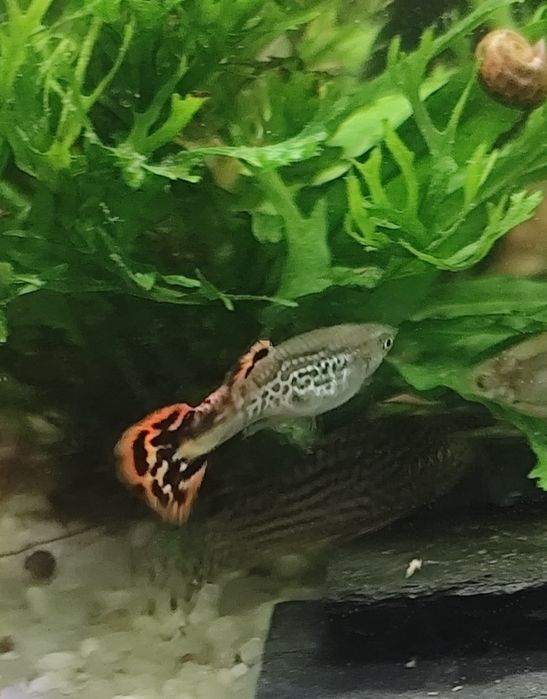 Guppies  criação
