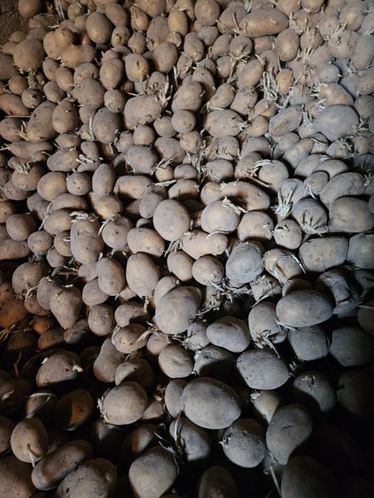 Sprzedam Ziemniaki Jelly