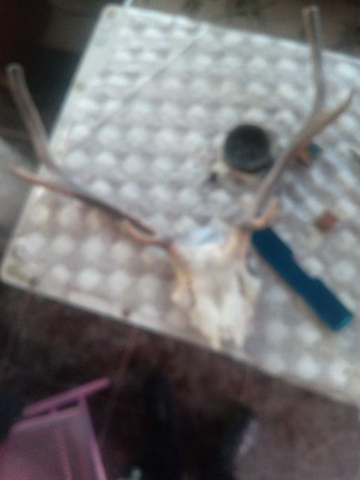 Рога оленя . Справжні