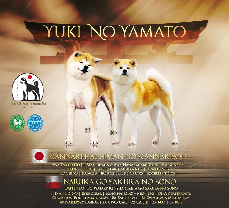 Akita Inu FCI/ZKwP