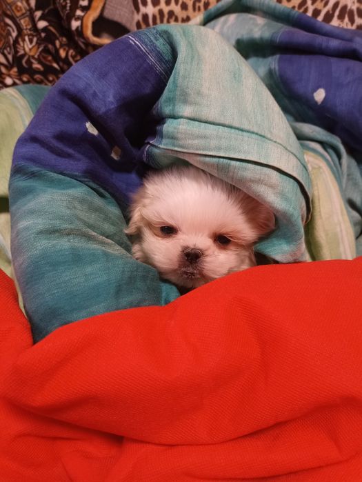 Диво природи міні