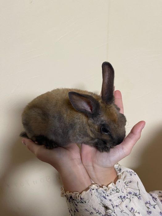 Кролики 1,5 місяців