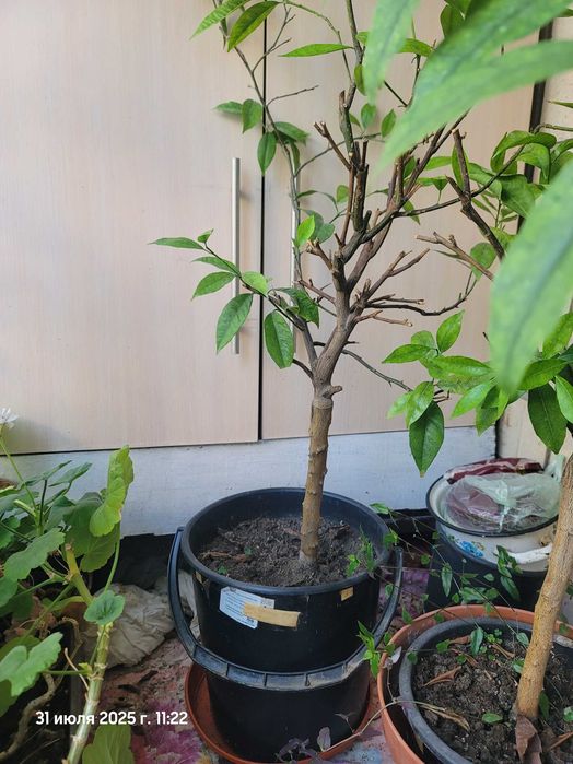 Лимони, мандарини , кумквати квітучі