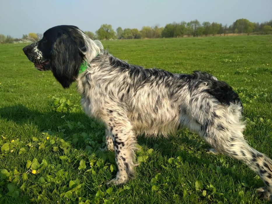 Кобель для вязки