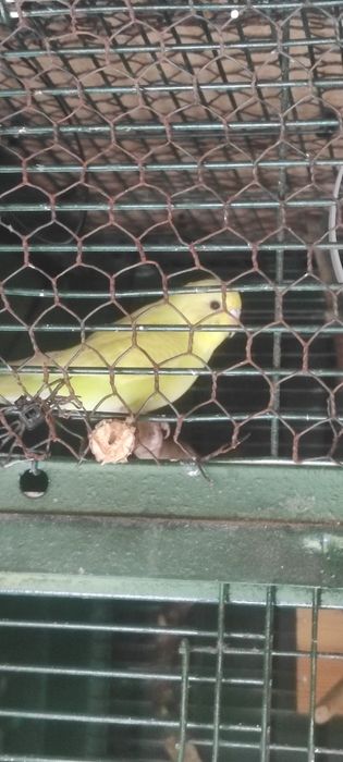 Piriquitos australianos
